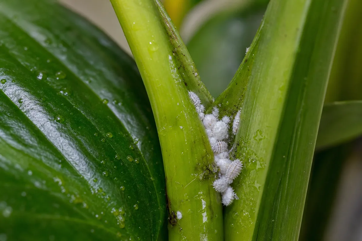 Close-up of Mealybugs on Peace Lily - diagnostic detail