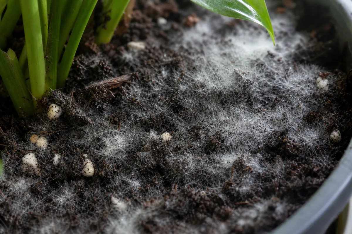 Close-up of Mold on Soil on Peace Lily - diagnostic detail