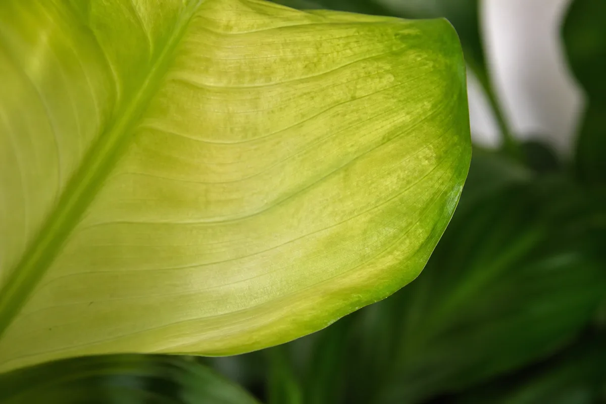 Peace lily with pale, undersized new leaves and soft foliage from a dim room placement