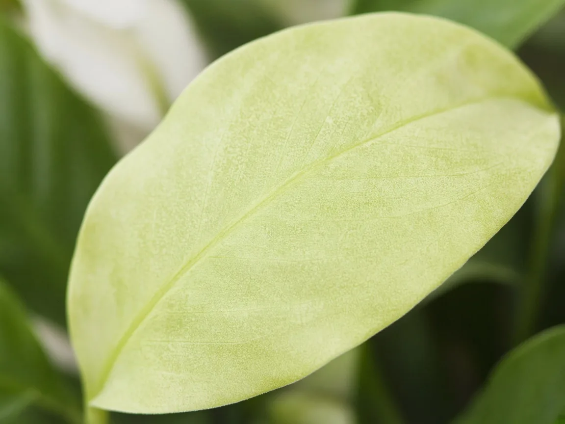 Close-up of pale Peace Lily leaf - washed-out light yellow-green low chlorophyll coloration