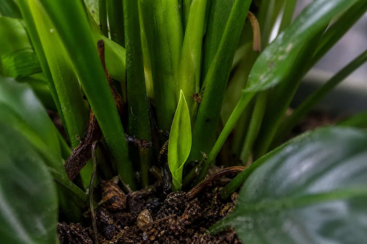Close-up of Slow Growth on Peace Lily - diagnostic detail