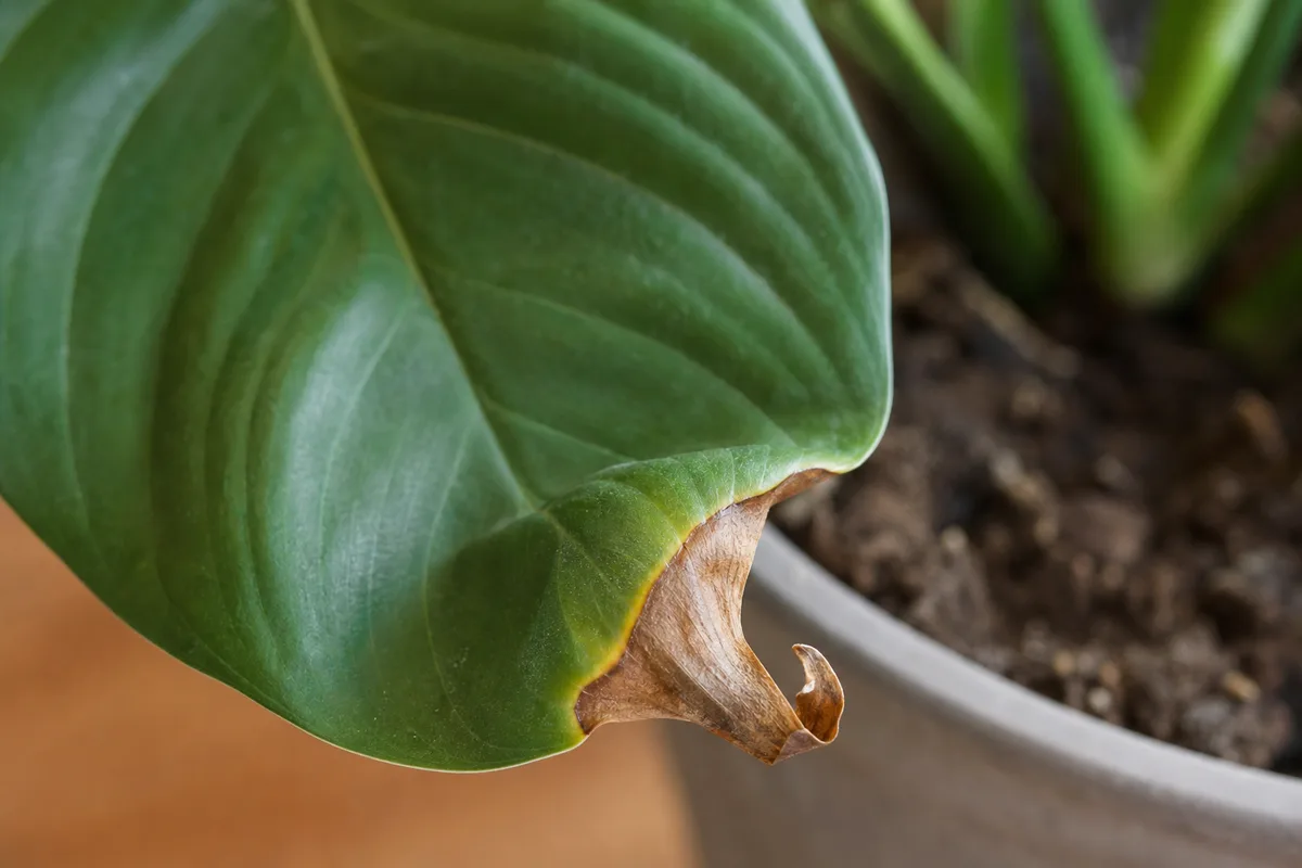 Underwatered peace lily for water amount calculation