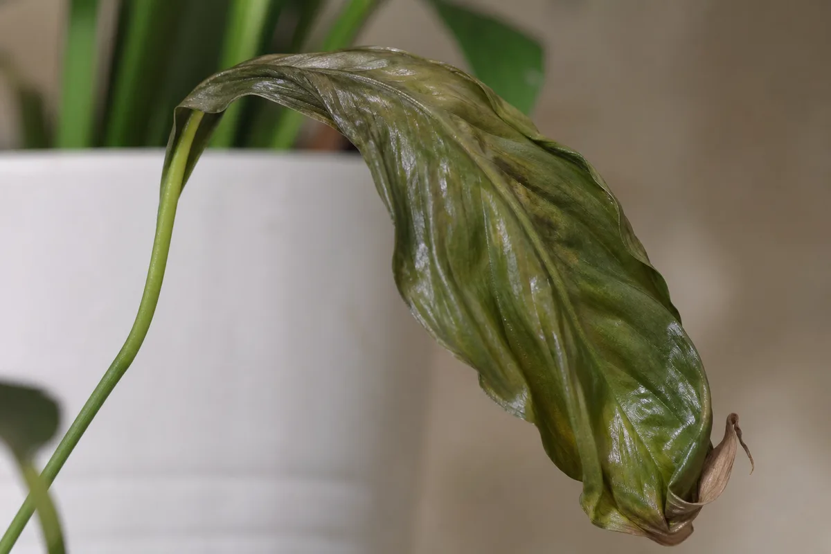 Wilting peace lily with drooping leaves and dry soil showing thirst stress