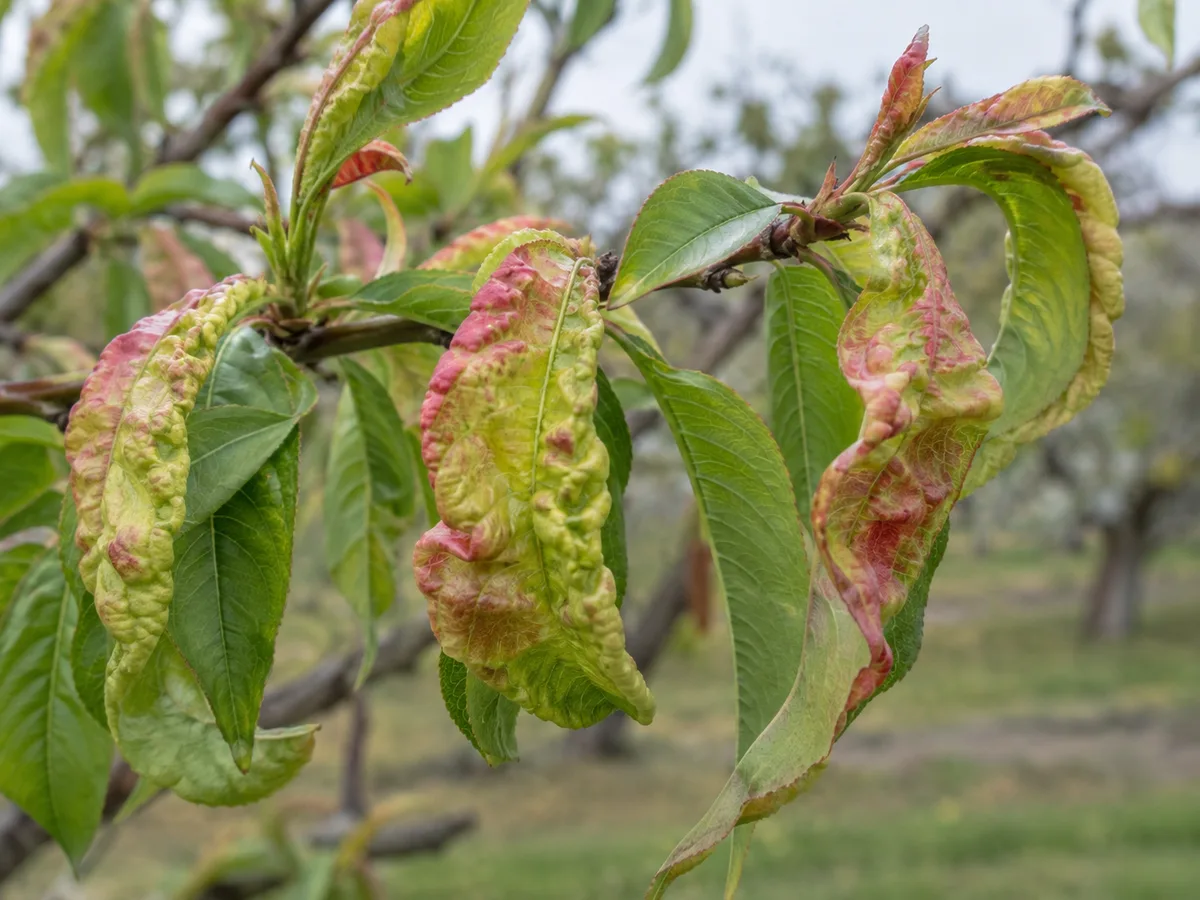 Peach leaves with puckering, twisting, and reddish-yellow patches characteristic of peach leaf curl