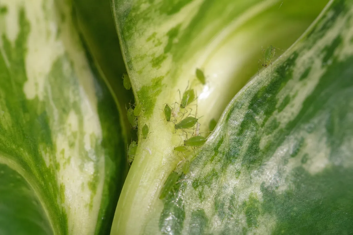 Close-up of Aphids on Pearls and Jade Pothos - diagnostic detail