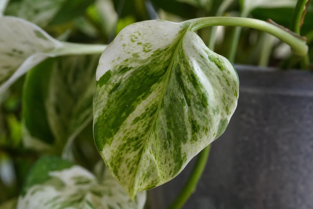 Close-up of Drooping Leaves on Pearls and Jade Pothos - diagnostic detail