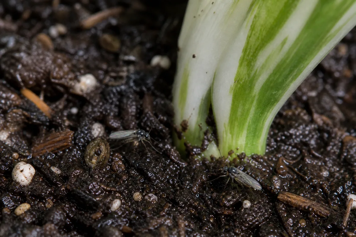 Close-up of Fungus Gnats on Pearls and Jade Pothos - diagnostic detail