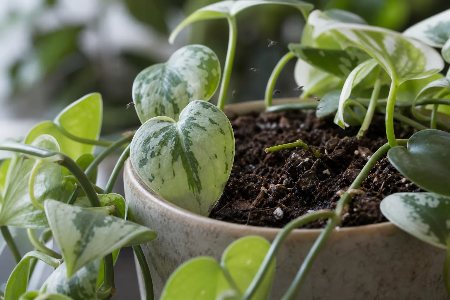 Fungus Gnats on Pearls and Jade Pothos - visible symptom on the plant