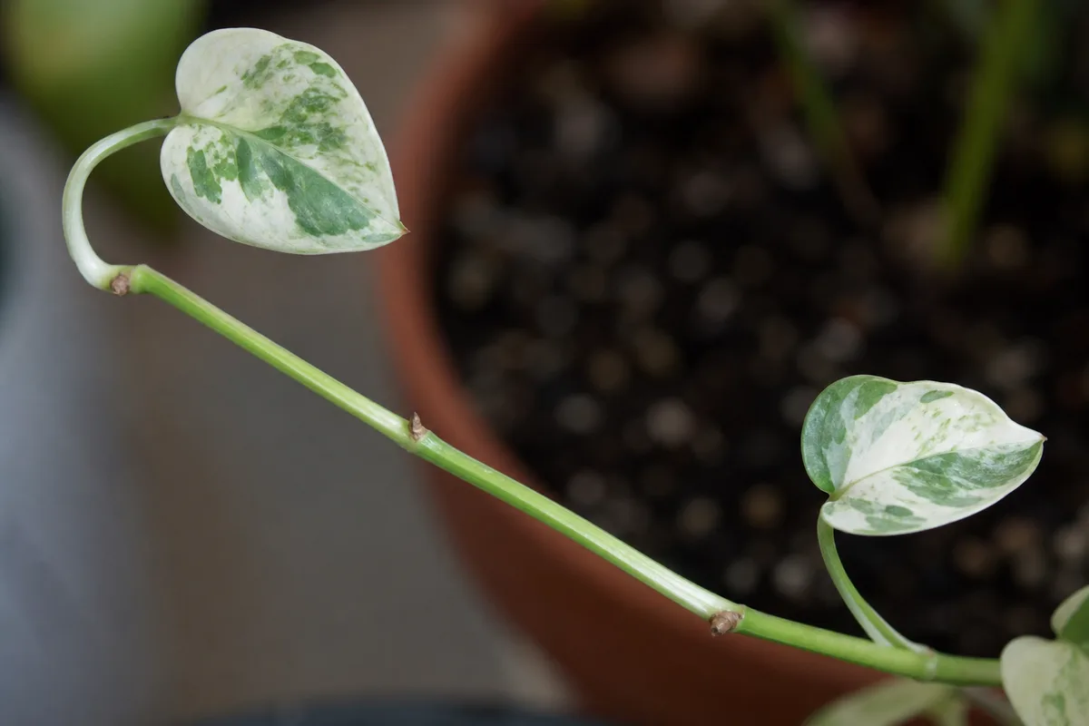 Close-up of Leggy Growth on Pearls and Jade Pothos - diagnostic detail