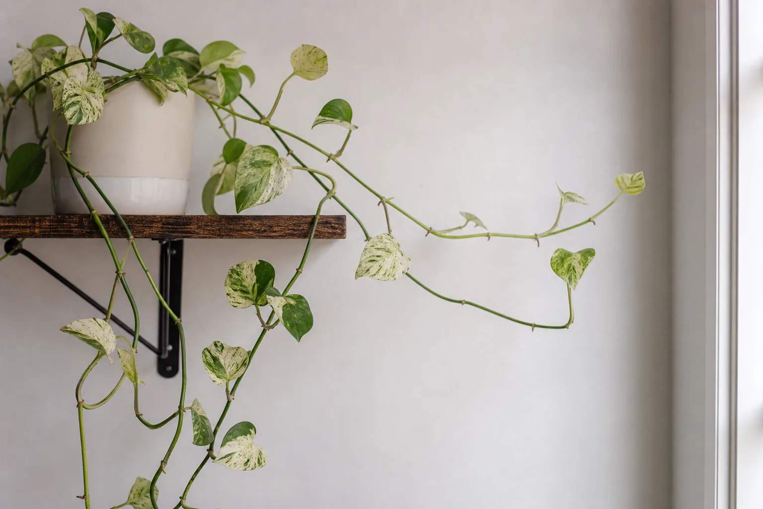 Leggy Growth on Pearls and Jade Pothos - visible symptom on the plant