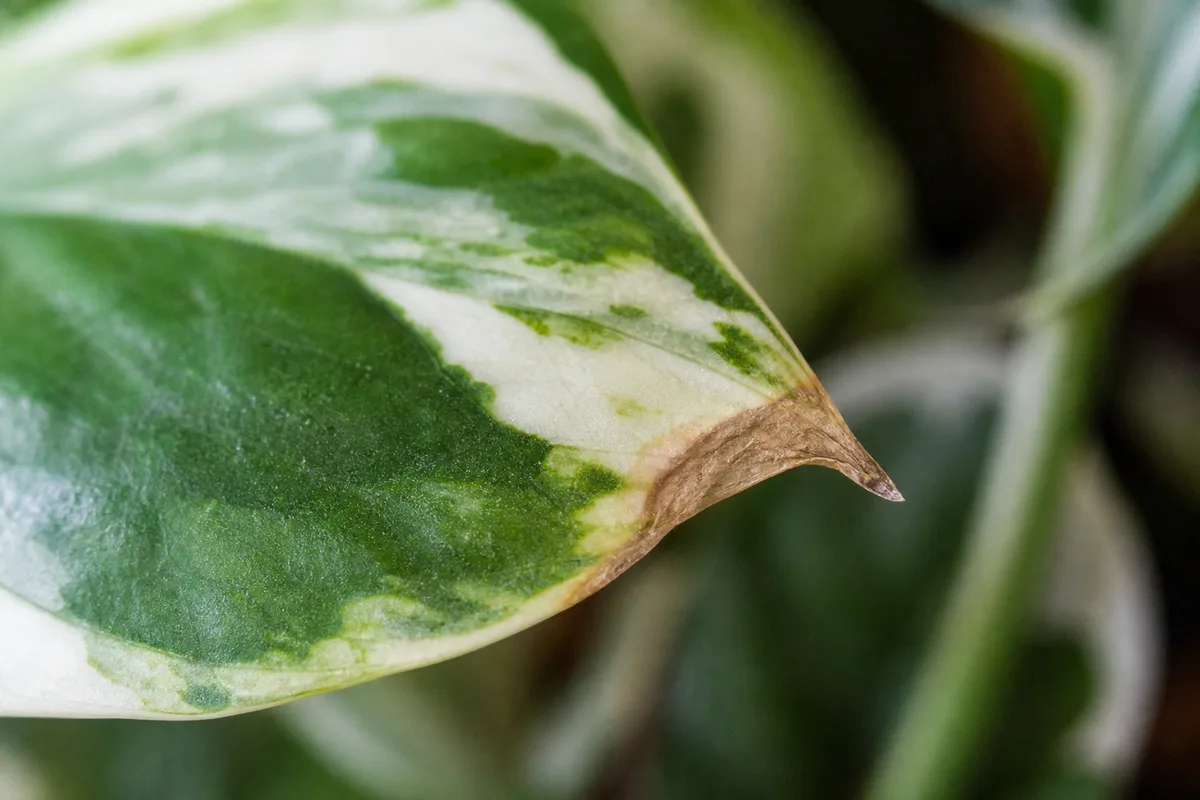 Close-up of Low Humidity on Pearls and Jade Pothos - diagnostic detail