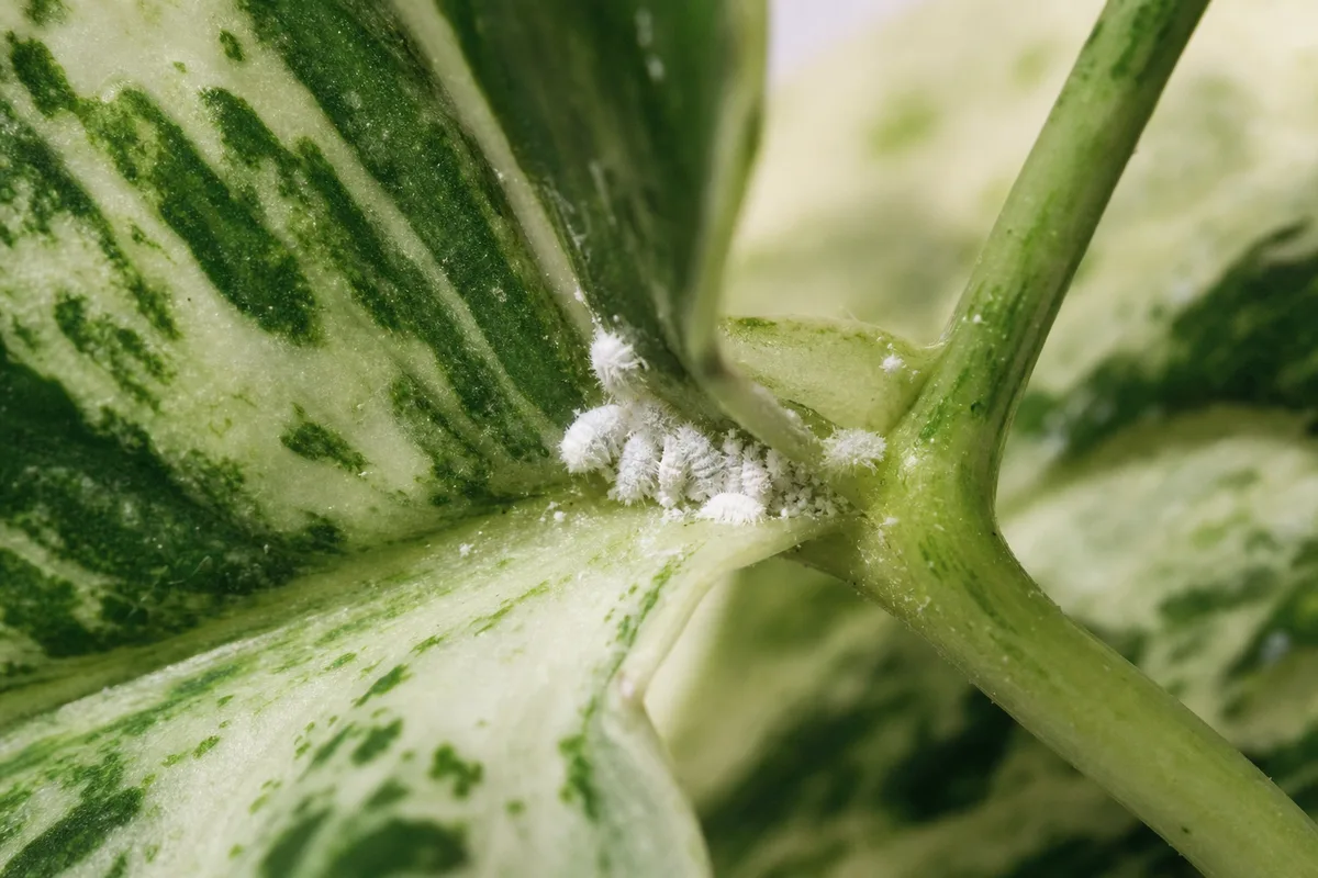 Close-up of Mealybugs on Pearls and Jade Pothos - diagnostic detail