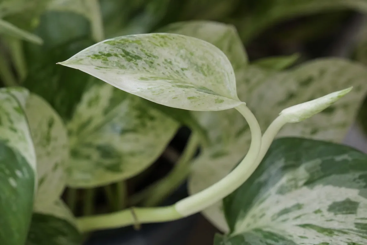 Close-up of Not Enough Light on Pearls and Jade Pothos - diagnostic detail