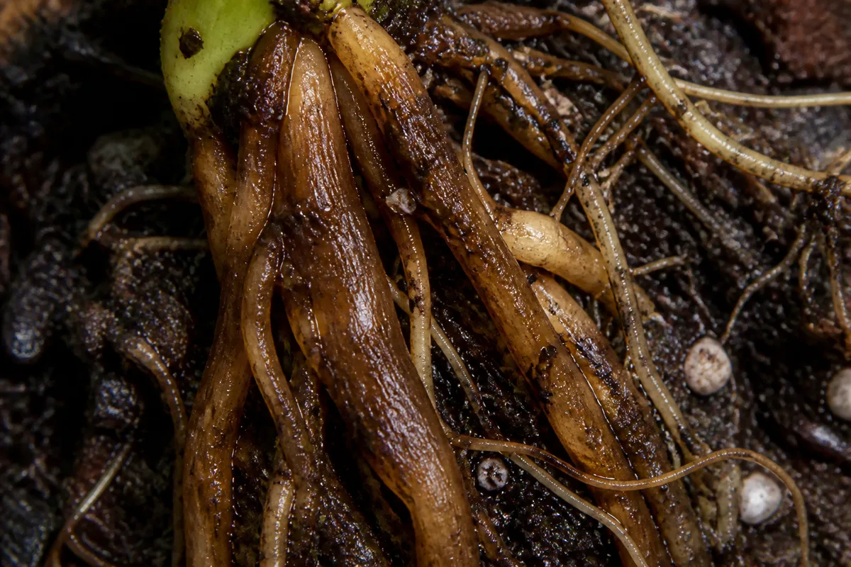 Close-up of Root Rot on Pearls and Jade Pothos - diagnostic detail