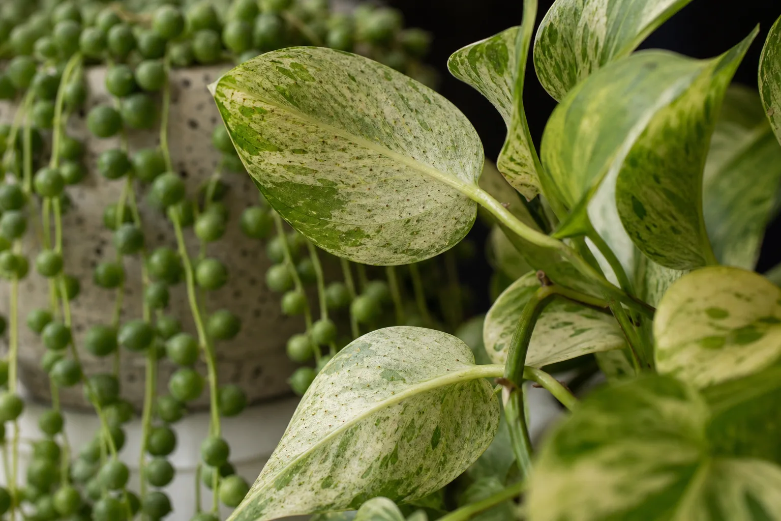 Spider Mites on Pearls and Jade Pothos - visible symptom on the plant