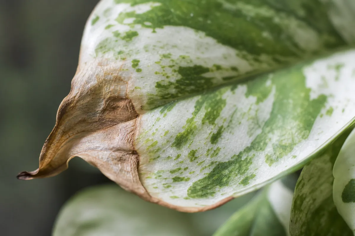 Close-up of Underwatering on Pearls and Jade Pothos - diagnostic detail