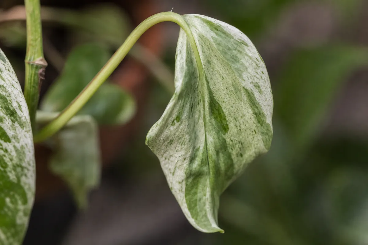 Close-up of Wilting on Pearls and Jade Pothos - diagnostic detail
