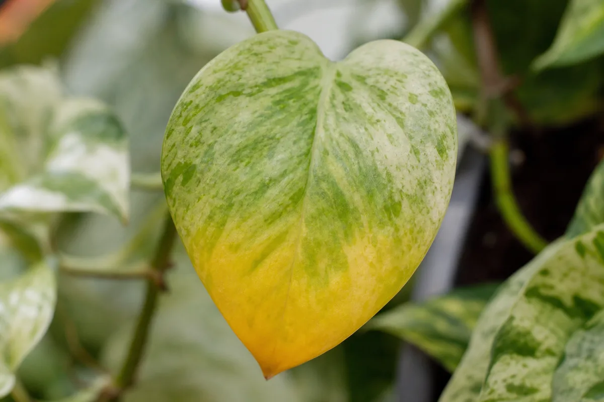 Close-up of Yellow Leaves on Pearls and Jade Pothos - diagnostic detail