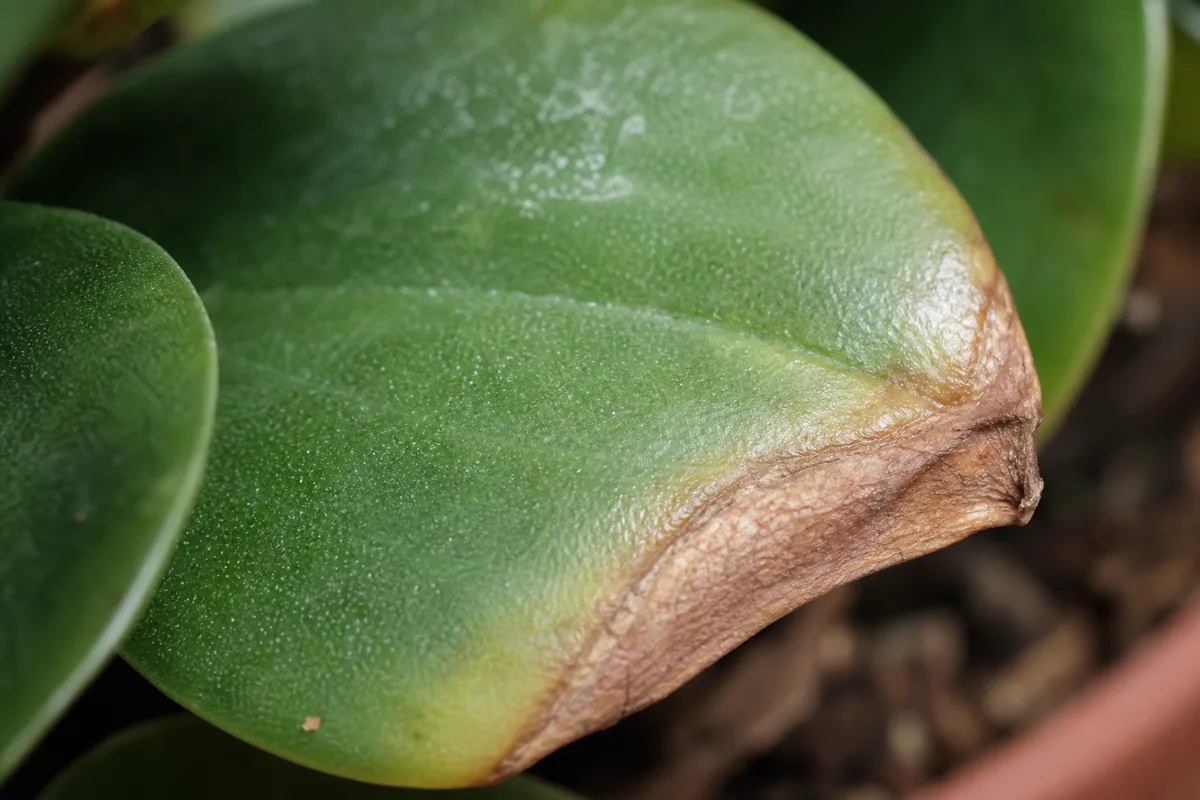 Close-up of Brown Tips on Peperomia - diagnostic detail