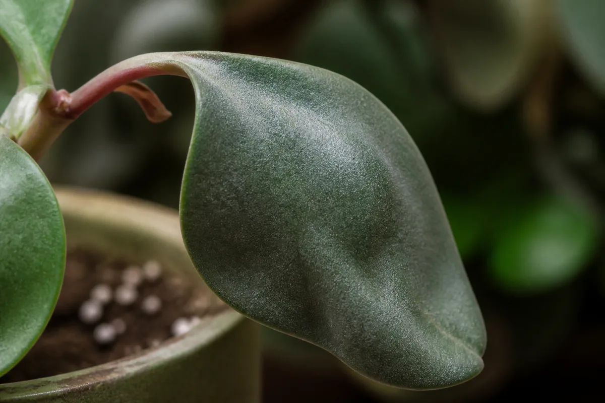 Close-up of Drooping Leaves on Peperomia - diagnostic detail