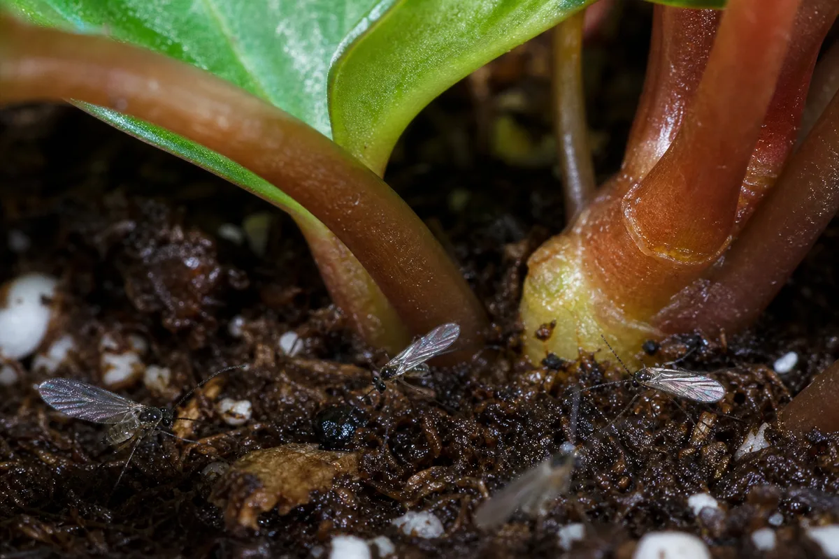 Close-up of Fungus Gnats on Peperomia - diagnostic detail