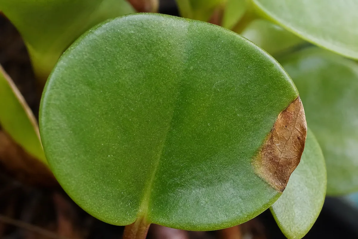 Close-up of Brown Tips on Peperomia Hope - diagnostic detail