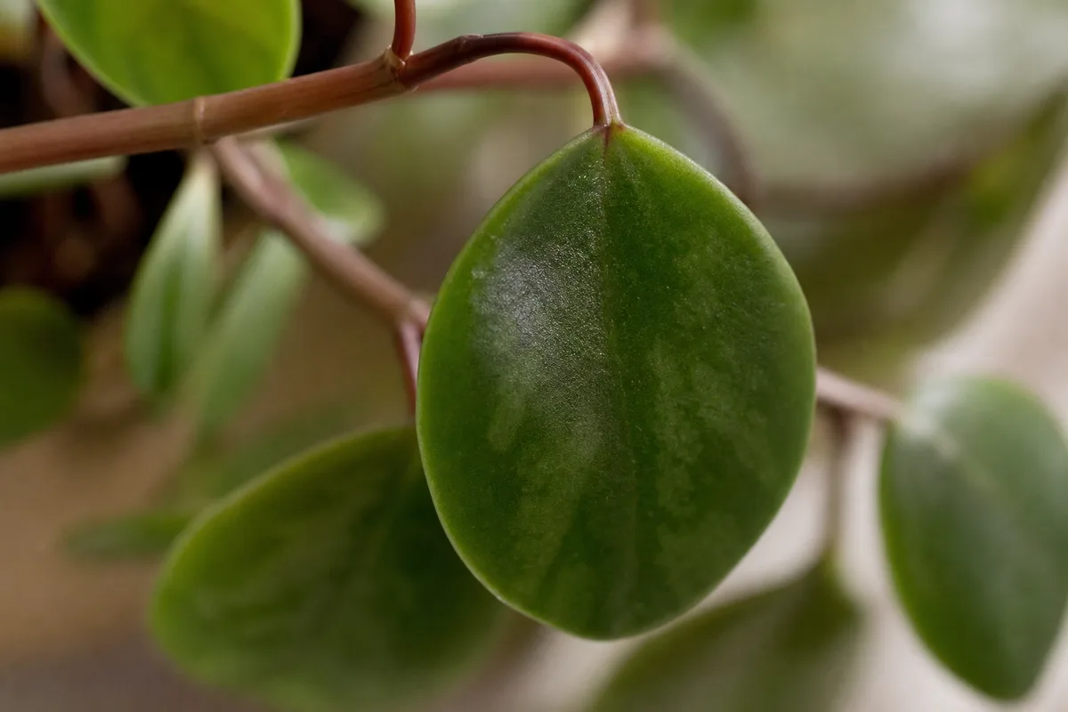 Close-up of Drooping Leaves on Peperomia Hope - diagnostic detail