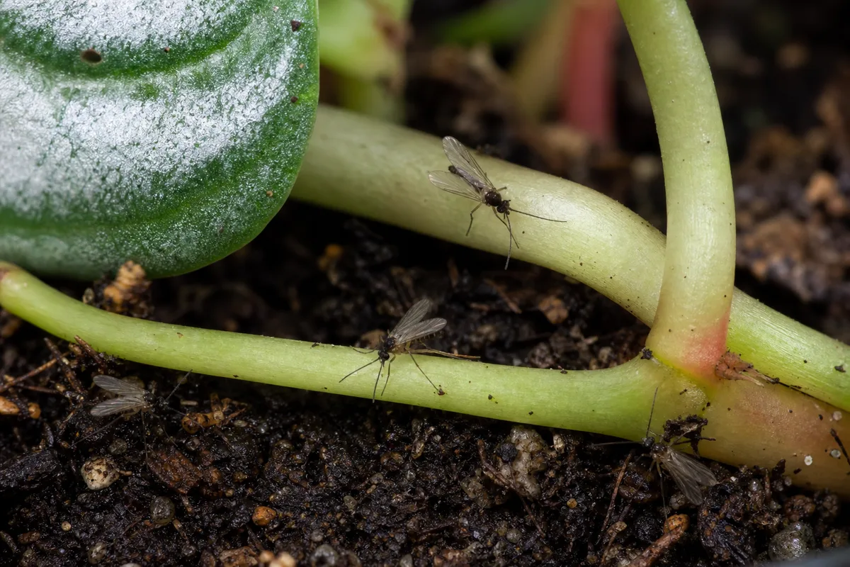 Close-up of Fungus Gnats on Peperomia Hope - diagnostic detail