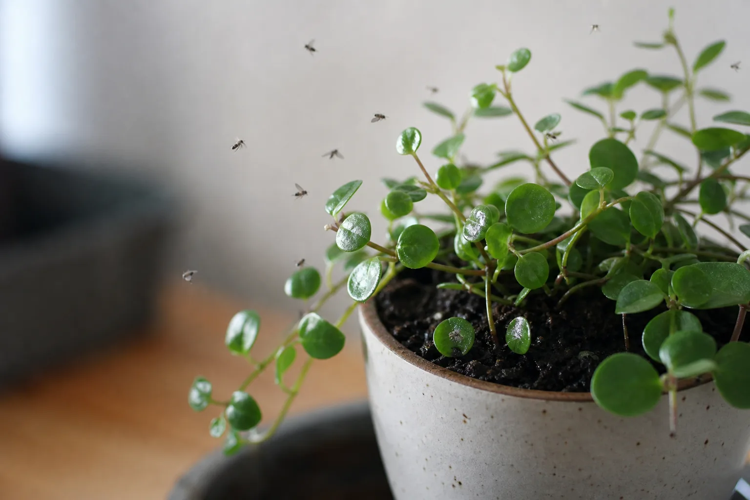 Fungus Gnats on Peperomia Hope - visible symptom on the plant
