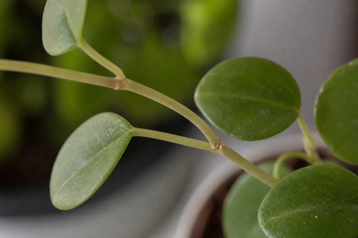 Close-up of Leggy Growth on Peperomia Hope - diagnostic detail
