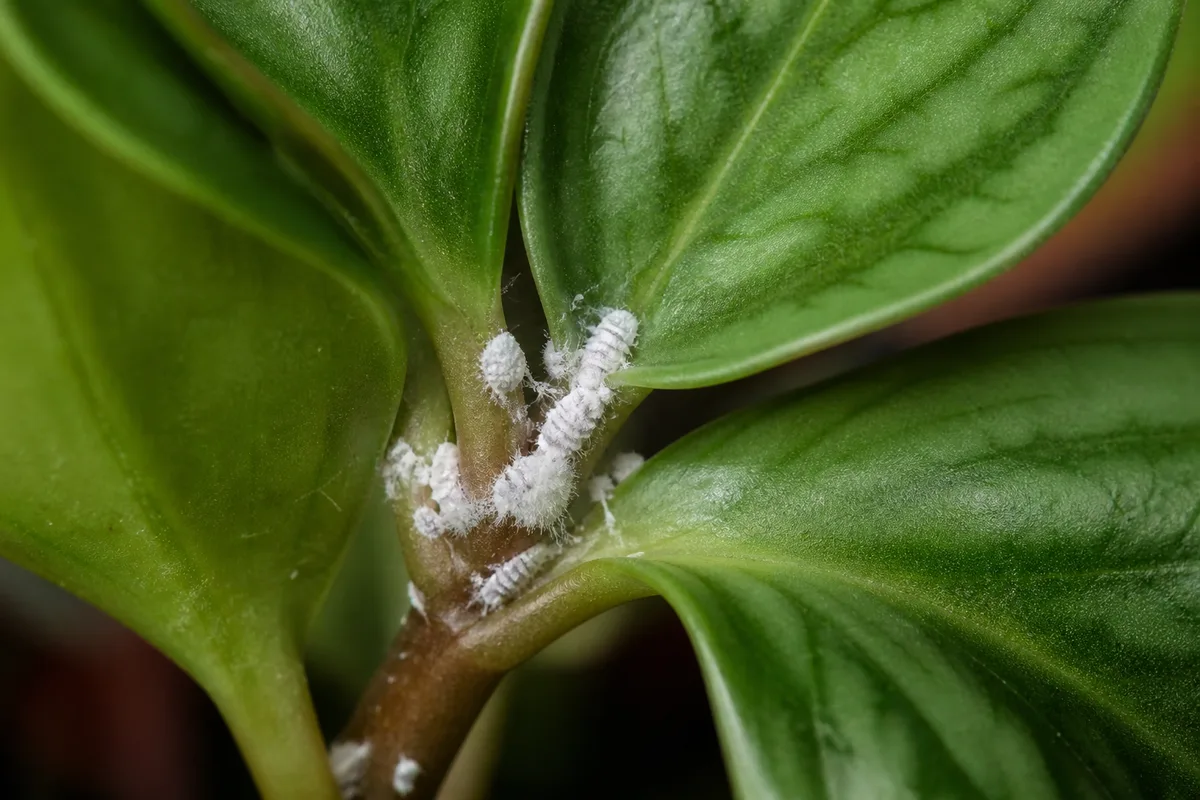 Close-up of Mealybugs on Peperomia Hope - diagnostic detail
