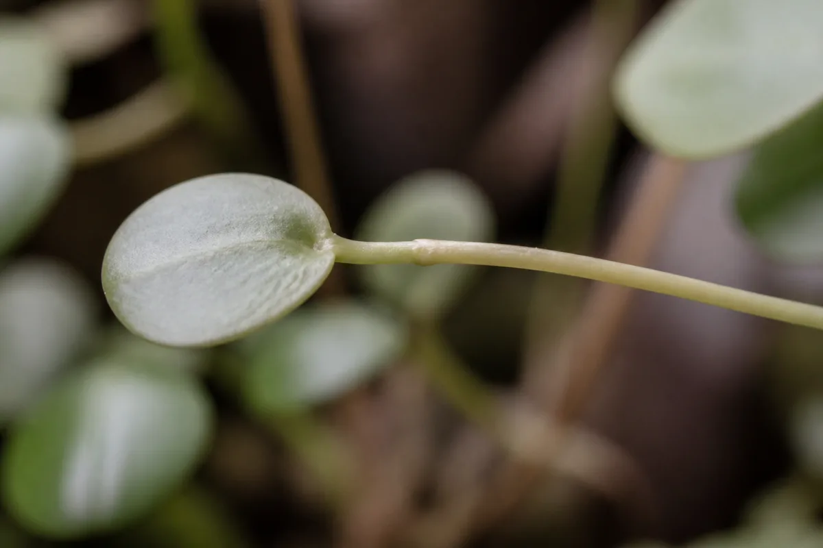 Close-up of Not Enough Light on Peperomia Hope - diagnostic detail