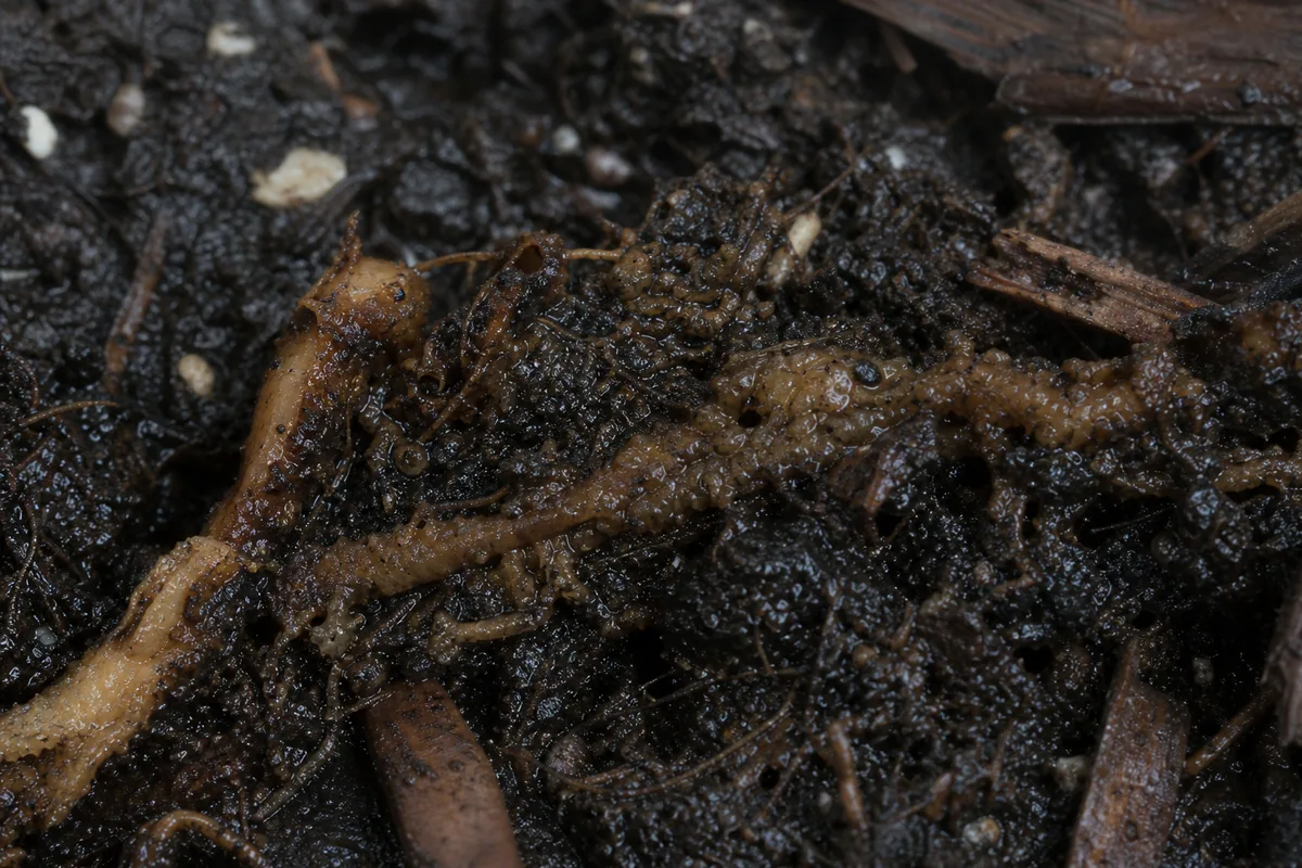 Close-up of Root Rot on Peperomia Hope - diagnostic detail
