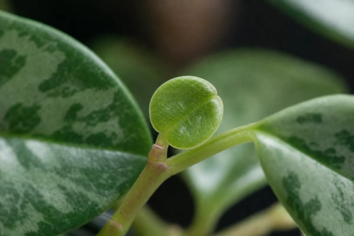 Close-up of Slow Growth on Peperomia Hope - diagnostic detail