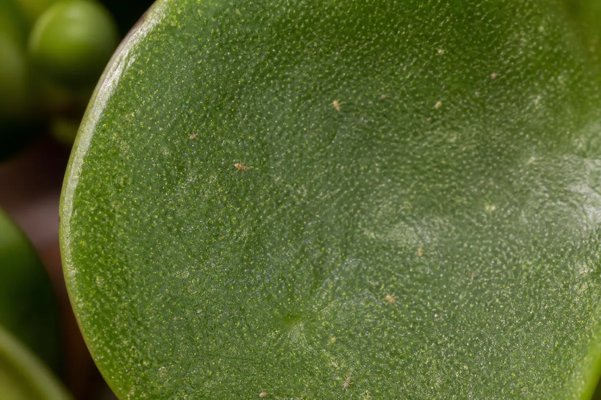 Close-up of Spider Mites on Peperomia Hope - diagnostic detail