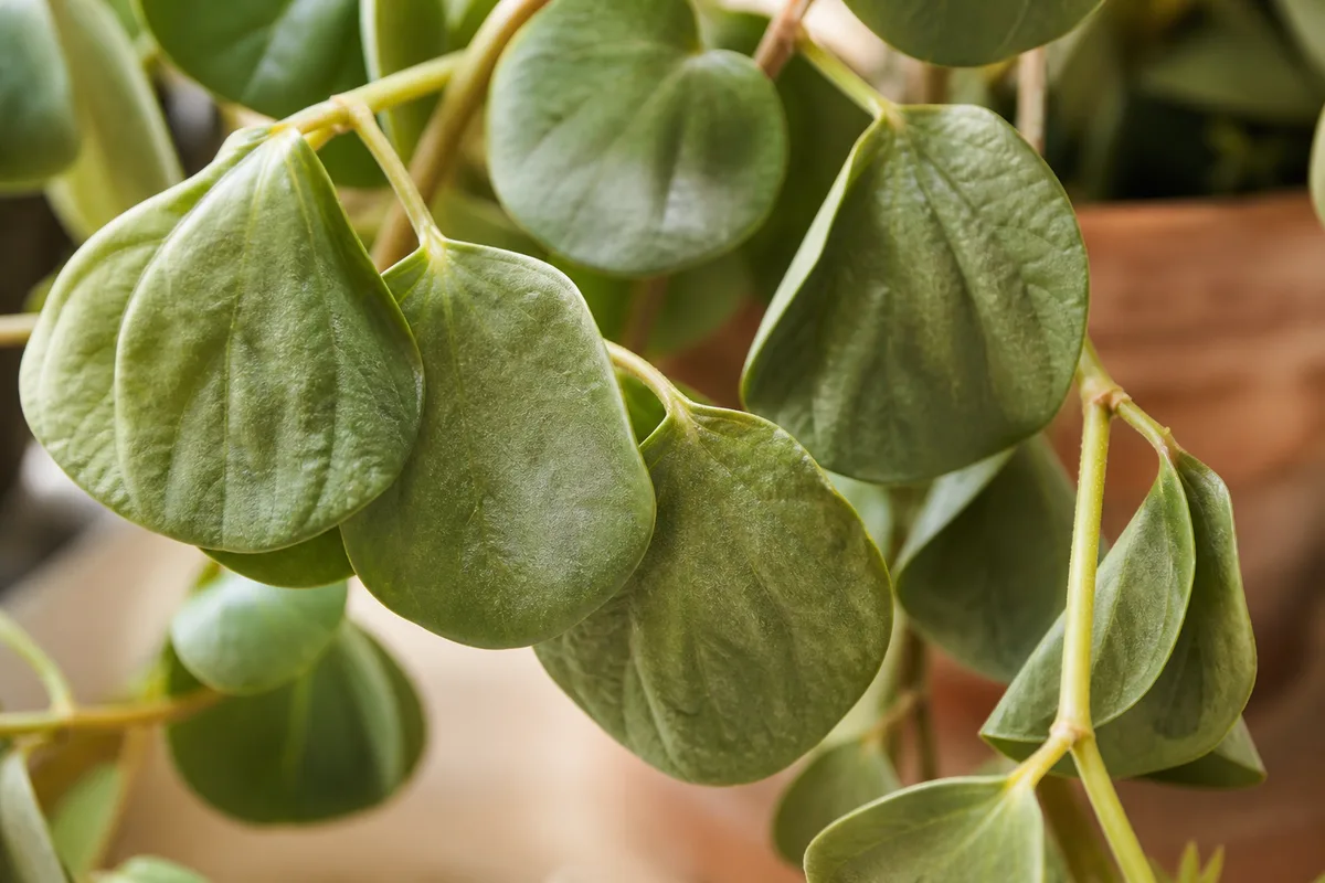 Close-up of Wilting on Peperomia Hope - diagnostic detail