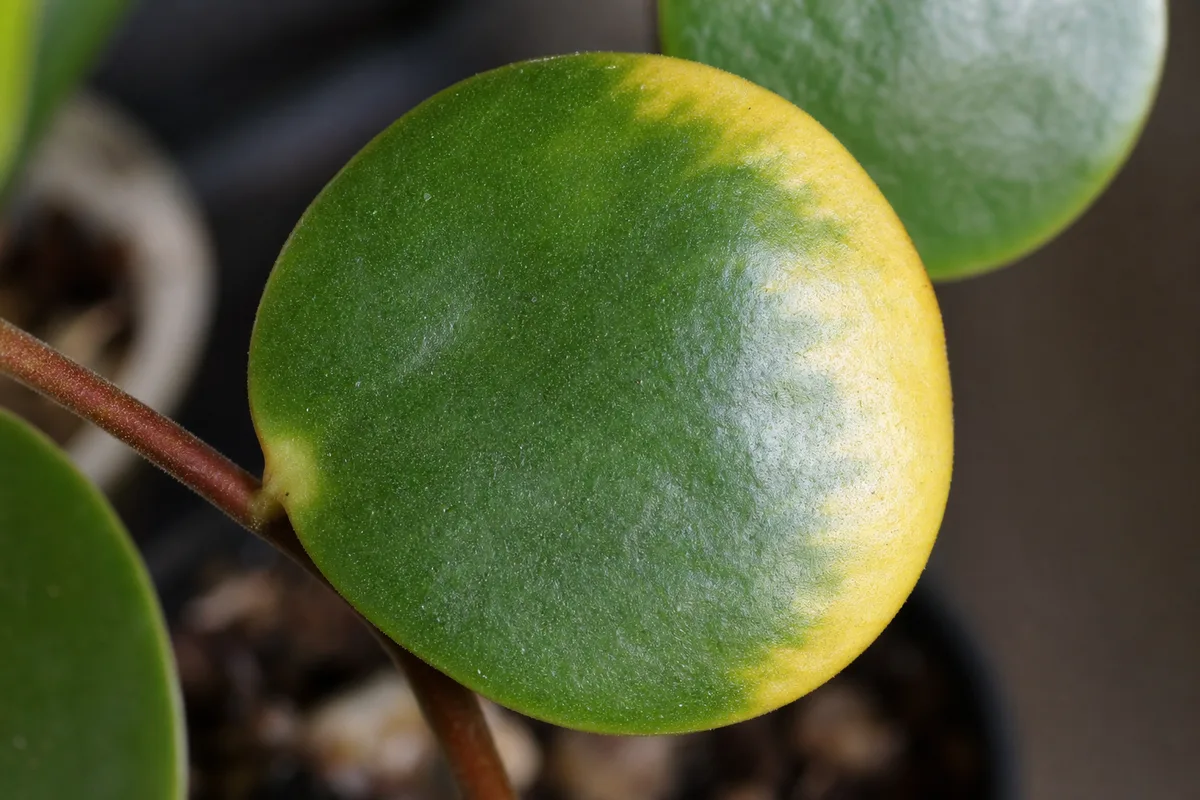 Close-up of Yellow Leaves on Peperomia Hope - diagnostic detail