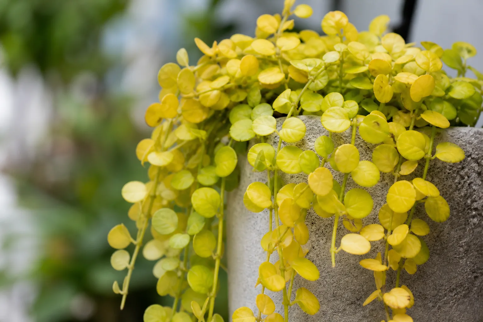Yellow Leaves on Peperomia Hope - visible symptom on the plant