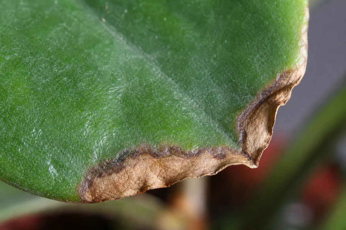 Close-up of Low Humidity on Peperomia - diagnostic detail