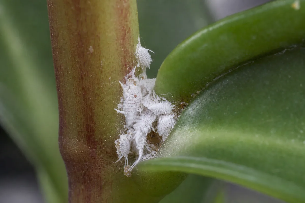 Close-up of Mealybugs on Peperomia - diagnostic detail