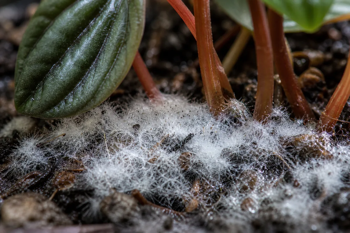 Close-up of Mold on Soil on Peperomia - diagnostic detail