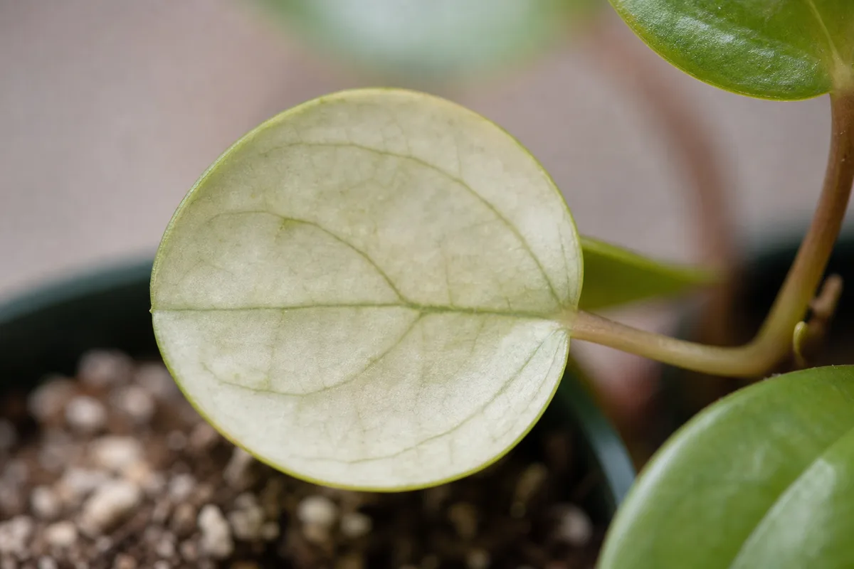 Close-up of Not Enough Light on Peperomia - diagnostic detail