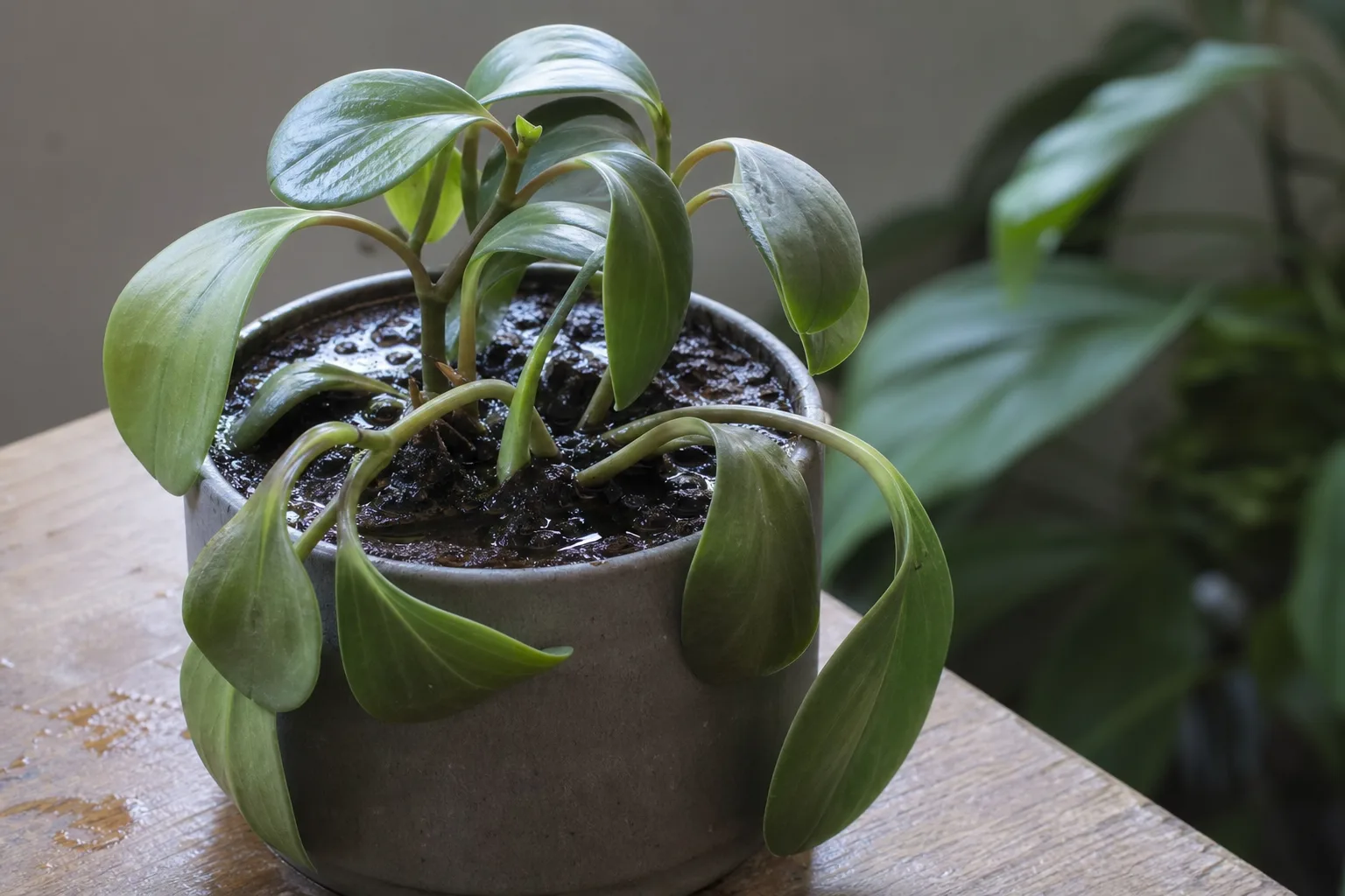 Overwatering on Peperomia - visible symptom on the plant