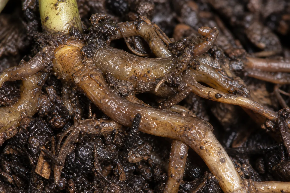 Close-up of Root Rot on Peperomia - diagnostic detail