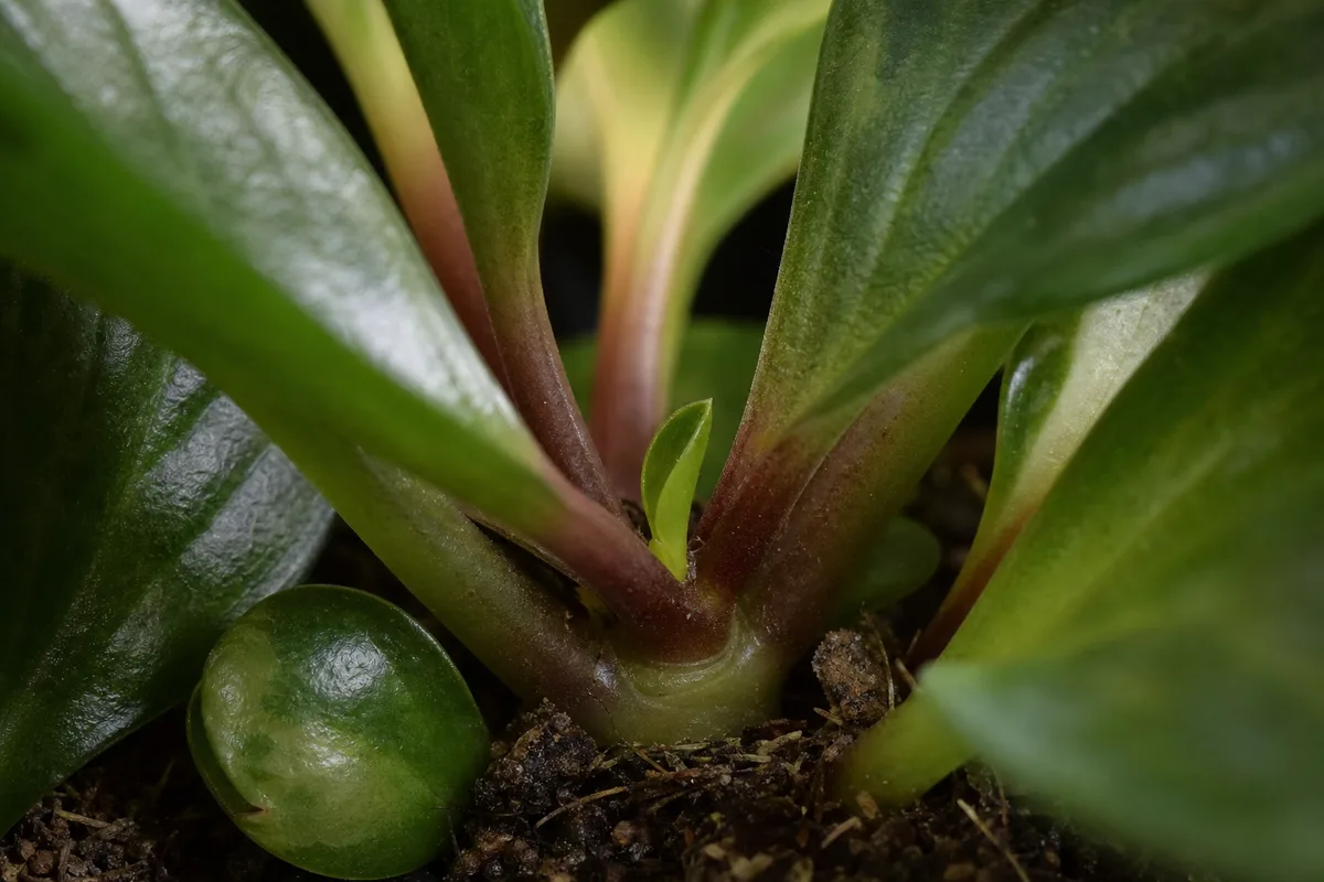 Close-up of Slow Growth on Peperomia - diagnostic detail