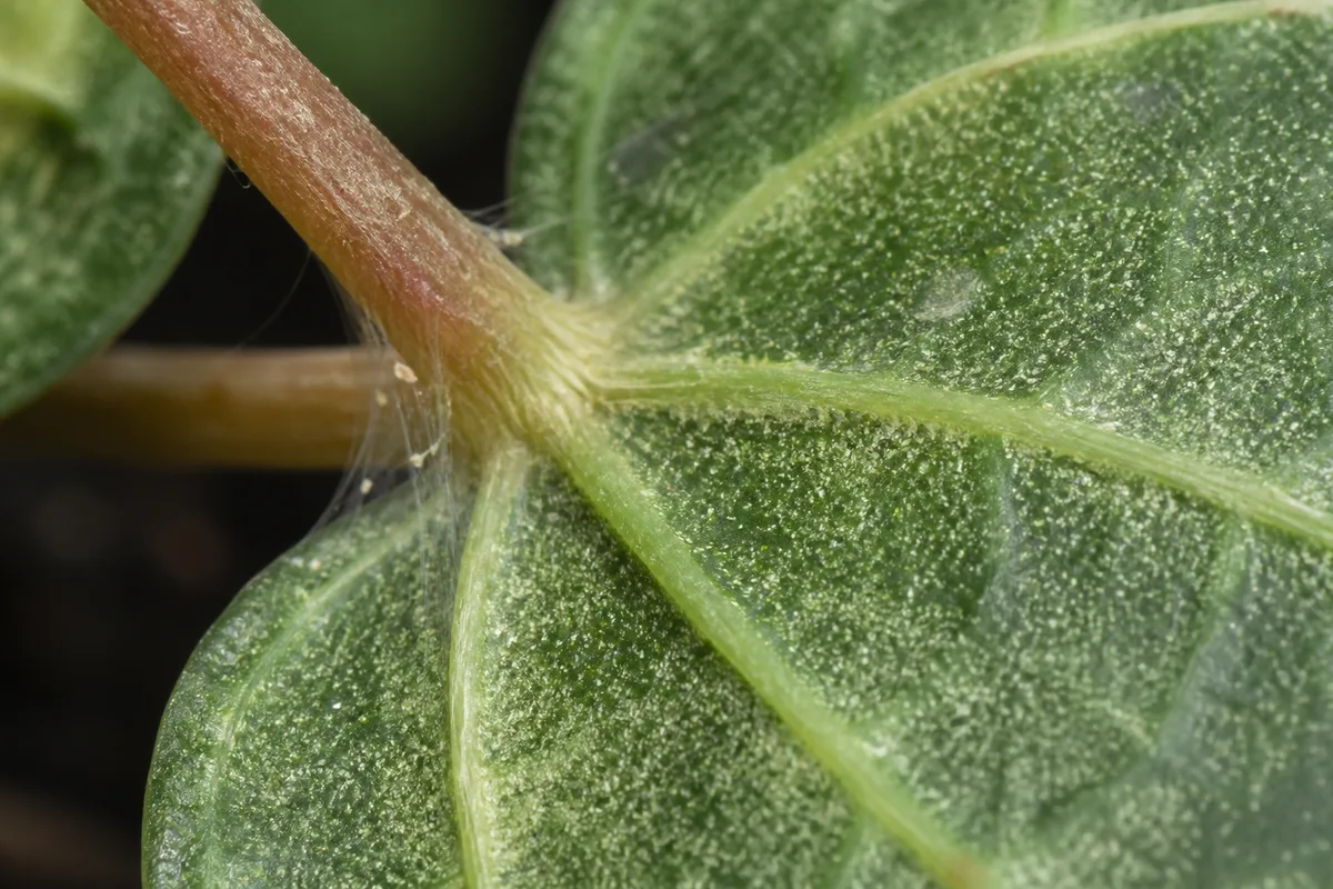 Close-up of Spider Mites on Peperomia - diagnostic detail