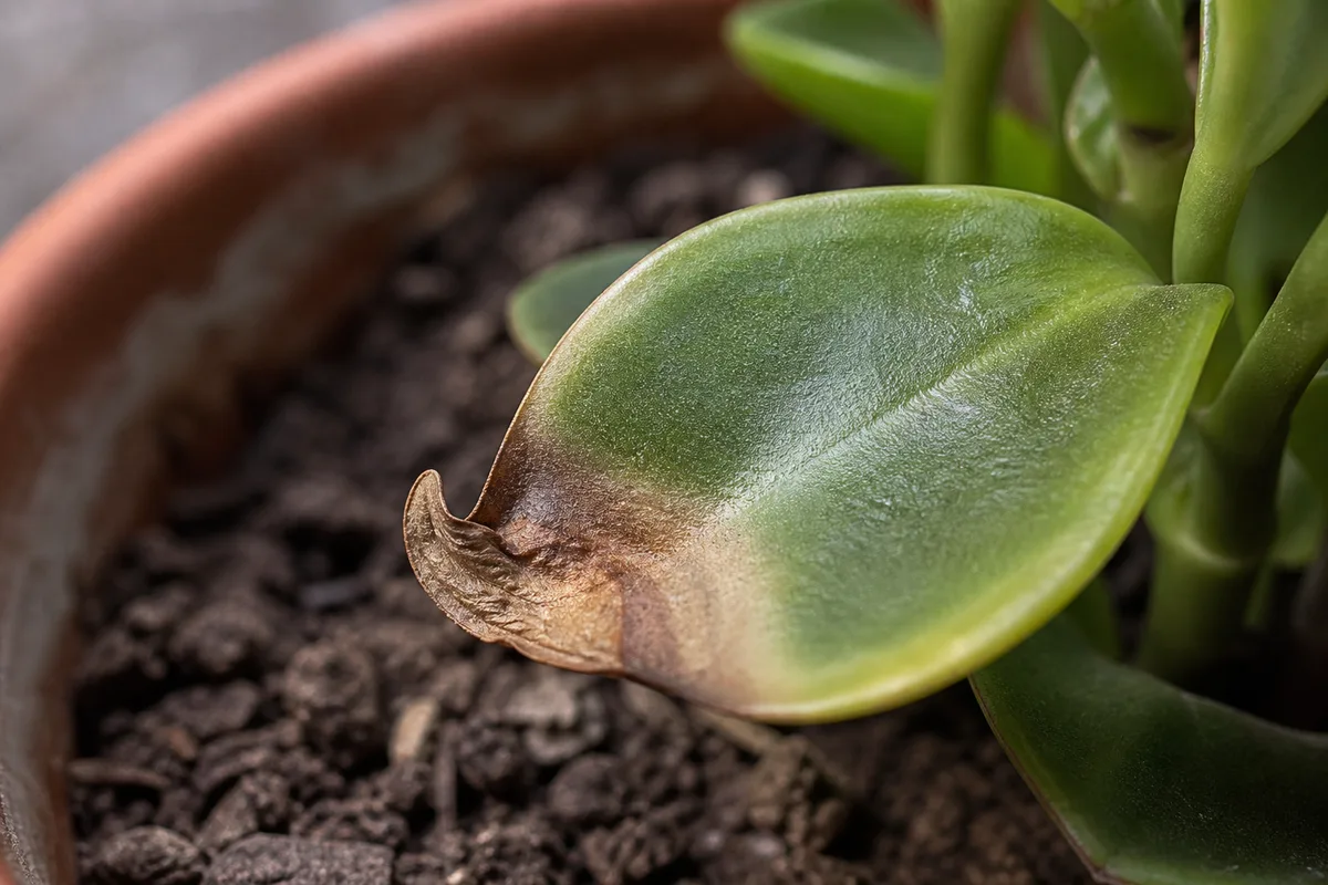 Close-up of Underwatering on Peperomia - diagnostic detail