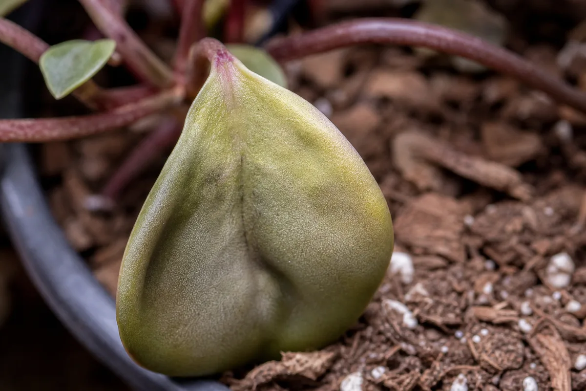 Close-up of Wilting on Peperomia - diagnostic detail