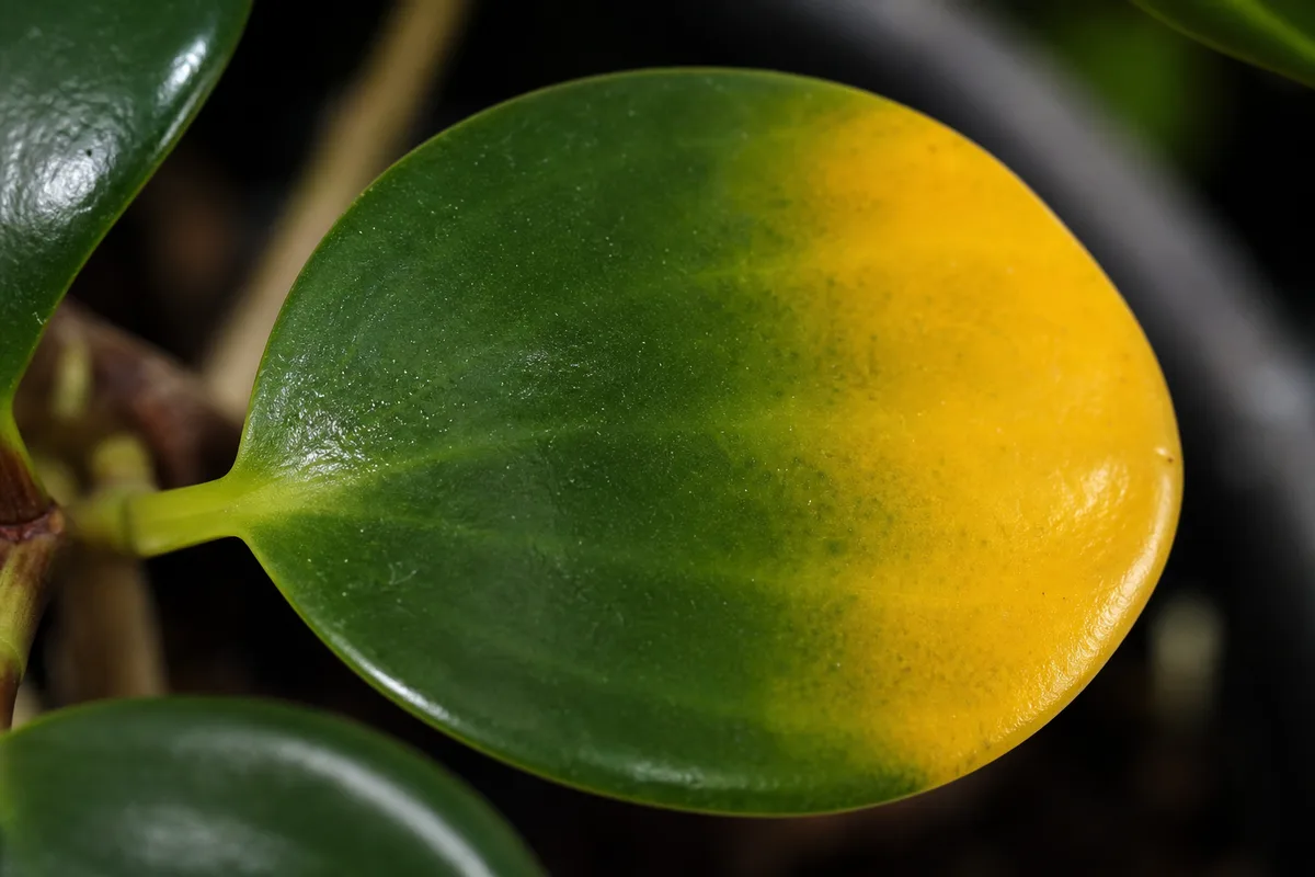Close-up of Yellow Leaves on Peperomia - diagnostic detail