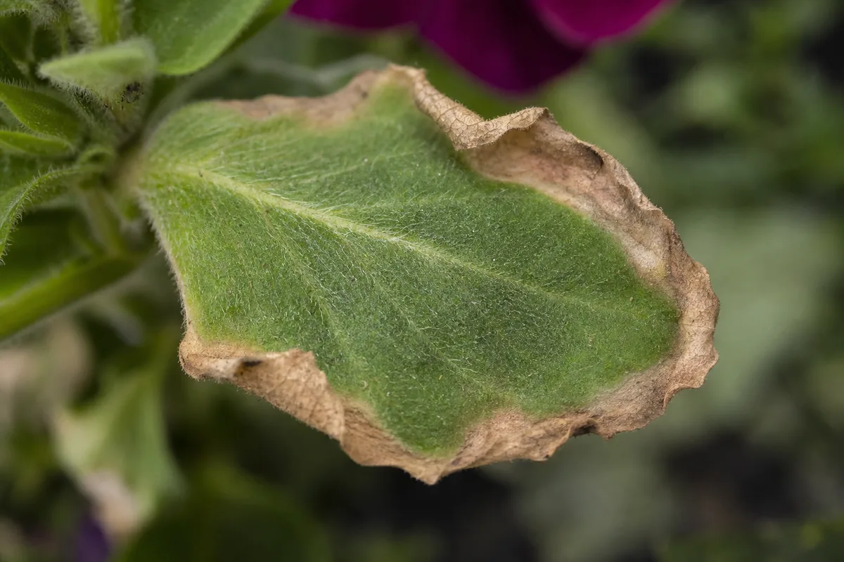 Close-up of Brown Tips on Petunia - diagnostic detail